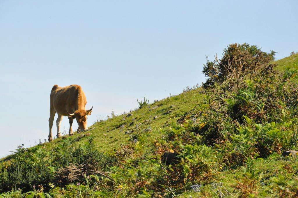 Casa Rural La Riba Sames Dış mekan fotoğraf